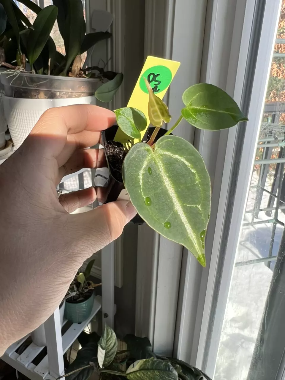 plant/Anthurium Zara Michelle x Brielle Zara #12-0