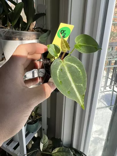 plant/Anthurium Zara Michelle x Brielle Zara #12-0-thumbnail