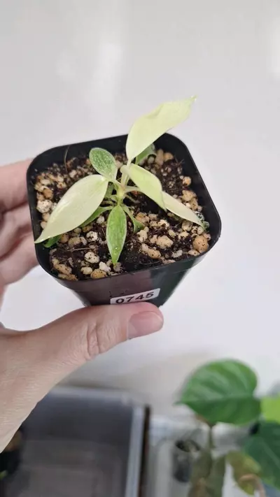 plant/Philodendron Florida Ghost-1-thumbnail