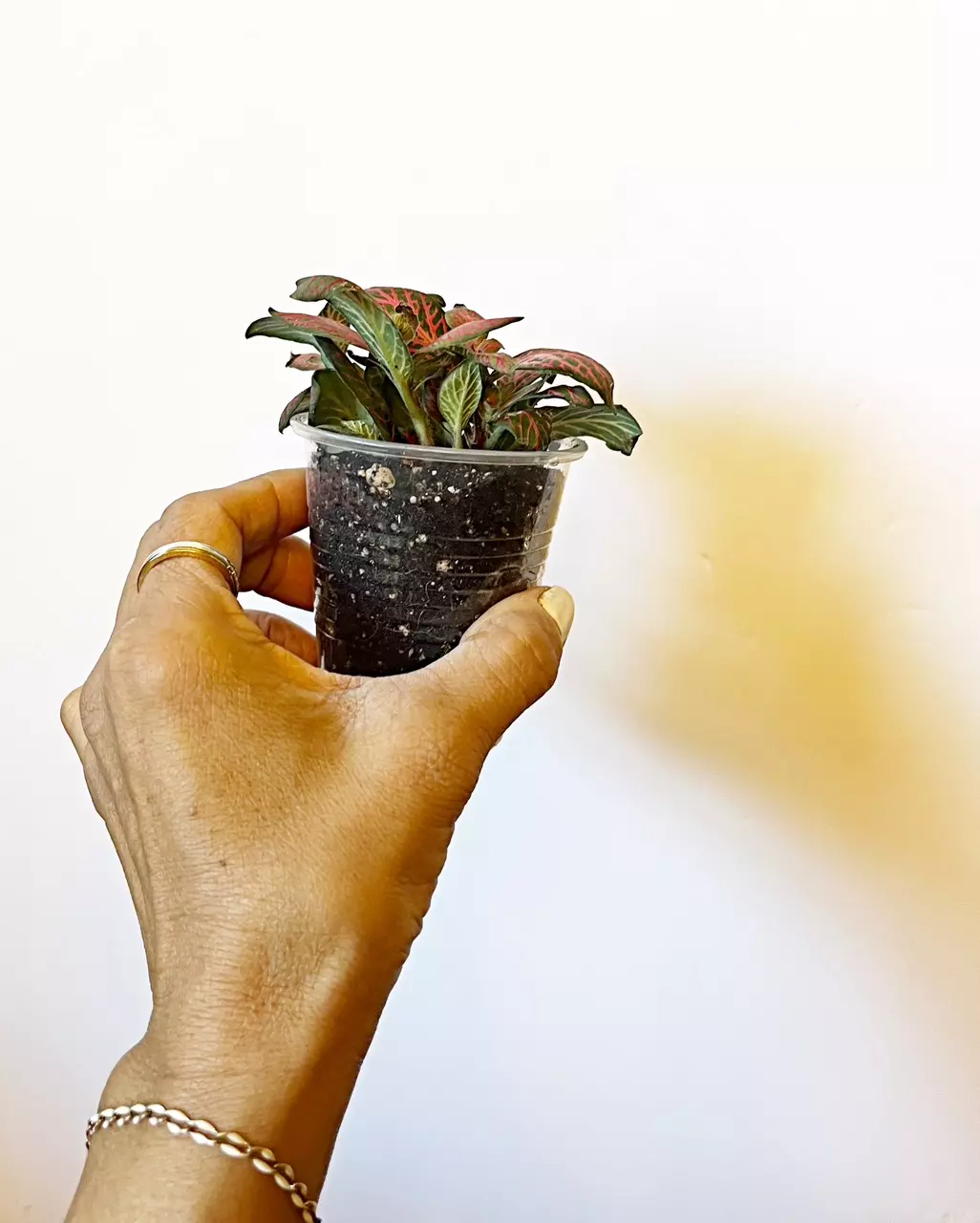 plant/🫟 Fittonia Flammule-2