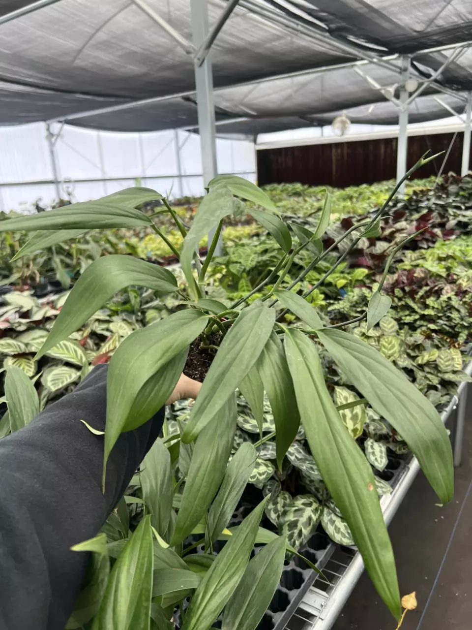 plant/Amplissimum Green 4” pot growers choice-0