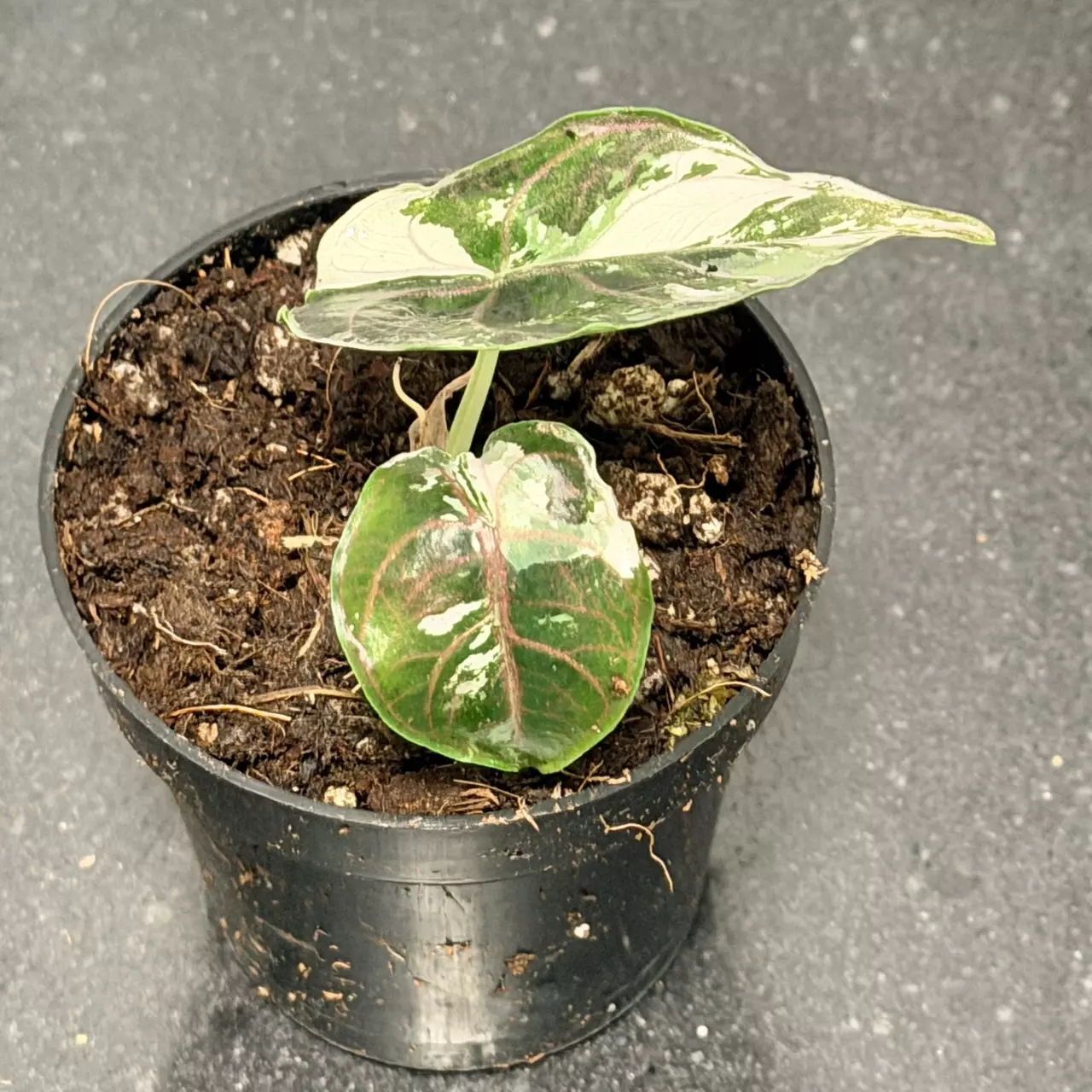 plant/Alocasia pink azlanii-2