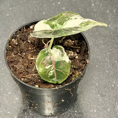 plant/Alocasia pink azlanii-2-thumbnail