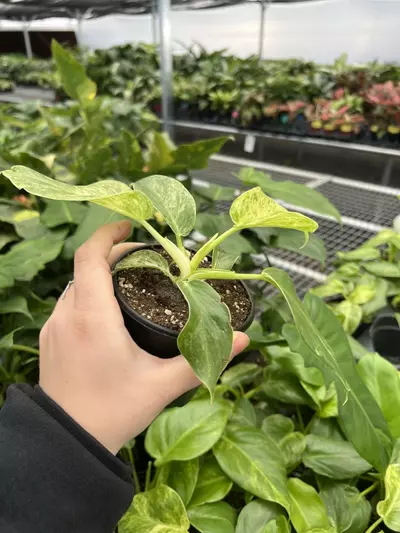 plant/Philodendron Giganteum Blizzard 4” pt growers choice-3-thumbnail