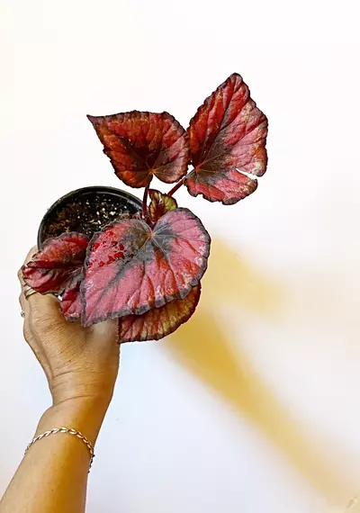 plant/🫟 Begonia Rex Putz. “Painted Leaf”-0-thumbnail