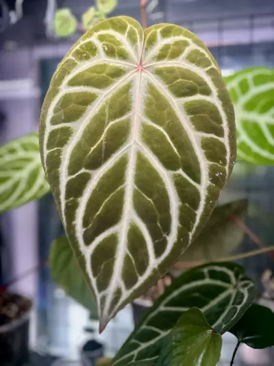 plant/Anthurium Seedling ( Silver Blush x Red Crystallinum - NSE ) x Michelle-4-thumbnail