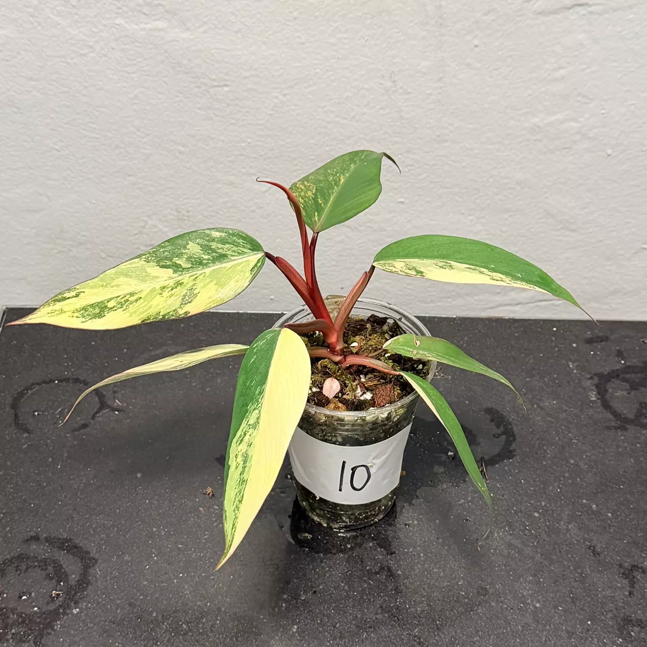 plant/Philodendron strawberry shake-3