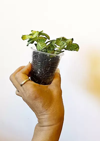 plant/🫟 Fittonia Joly Lemon-1-thumbnail