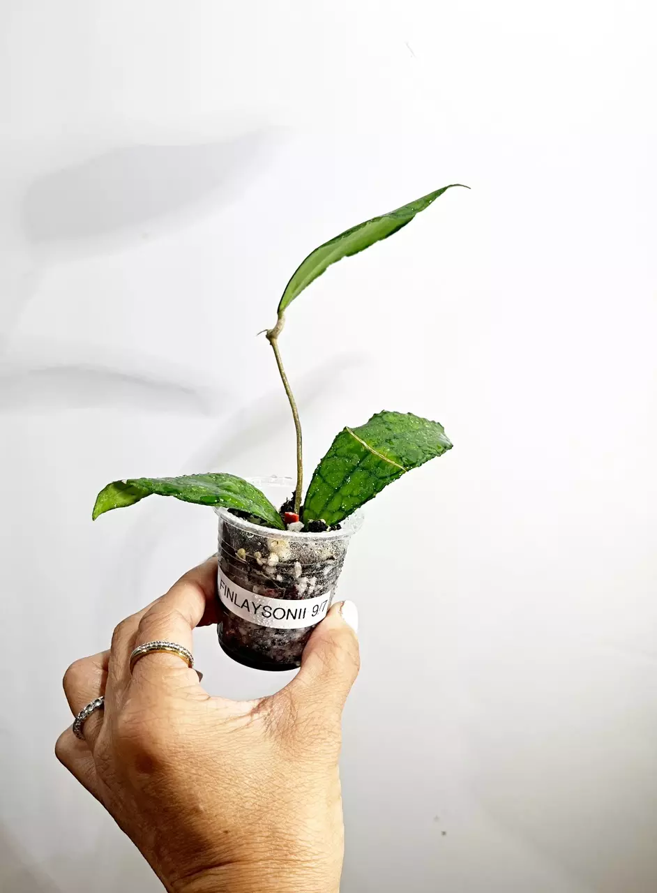 plant/🫟 Hoya Finlaysonii Ripple (FP)-2