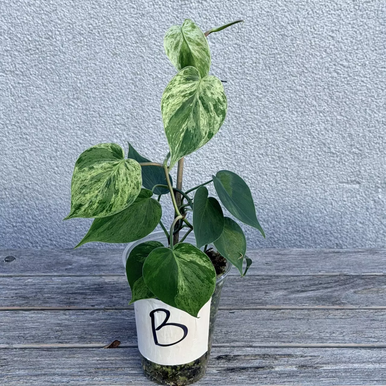 plant/Philodendron variegated heart leaf-0