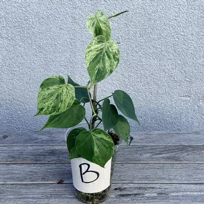 plant/Philodendron variegated heart leaf-0-thumbnail