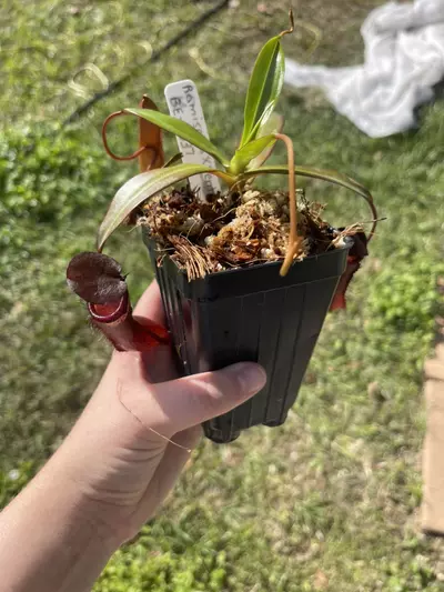 plant/Ram x vent-0-thumbnail