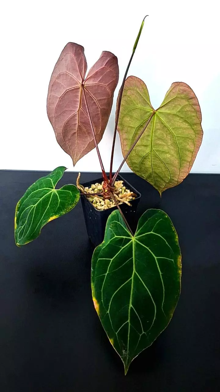 plant/A180 Papillaminum 'Manta' Anthurium-1