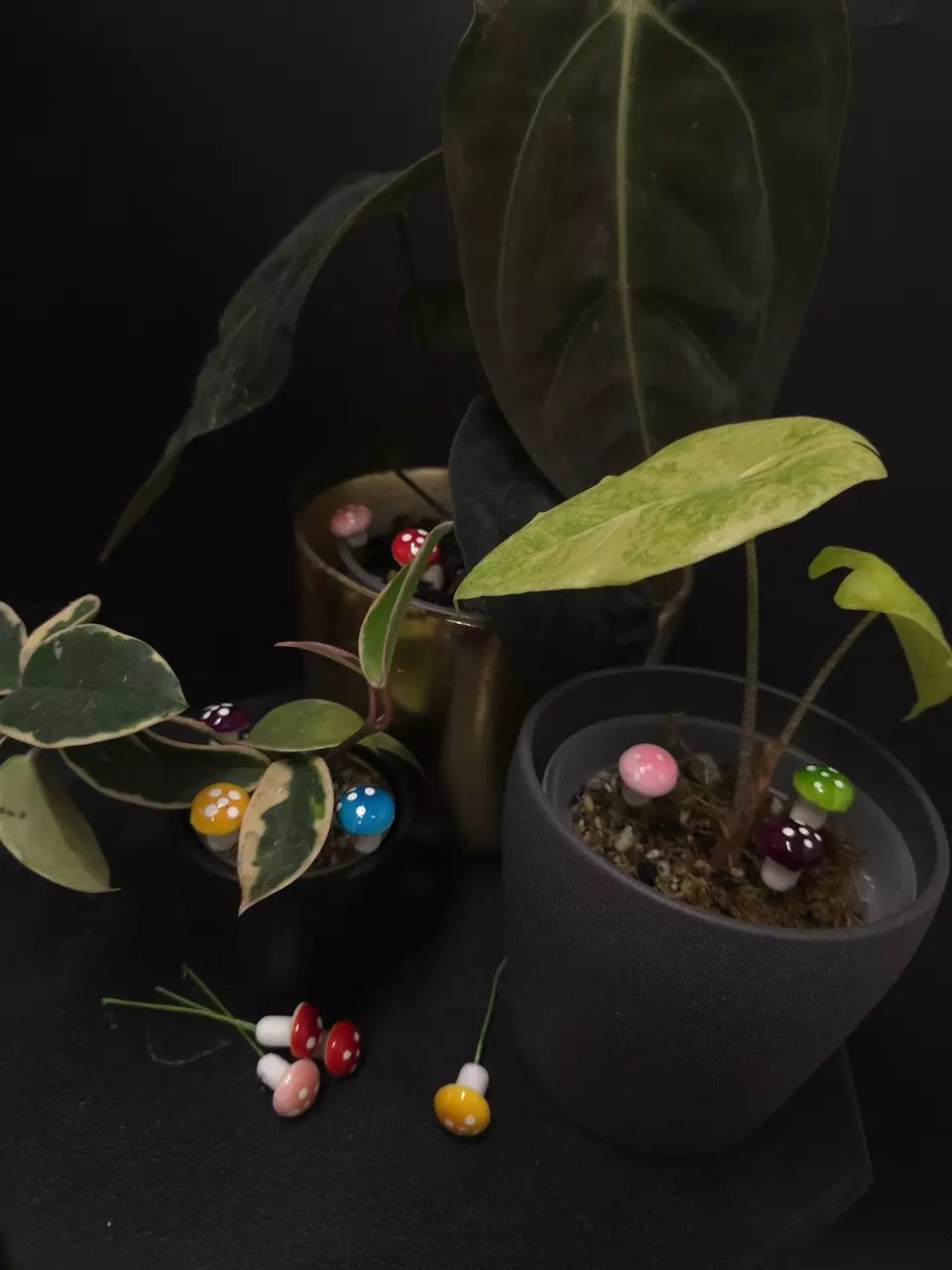 plant/Mini Mushroom Pot Pals 5 Pack **ADD-ON ONLY**-0