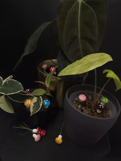 plant/Mini Mushroom Pot Pals 5 Pack **ADD-ON ONLY**-0-thumbnail