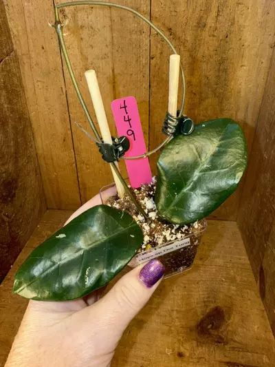 plant/449 Hoya sp Doi Tung-0-thumbnail