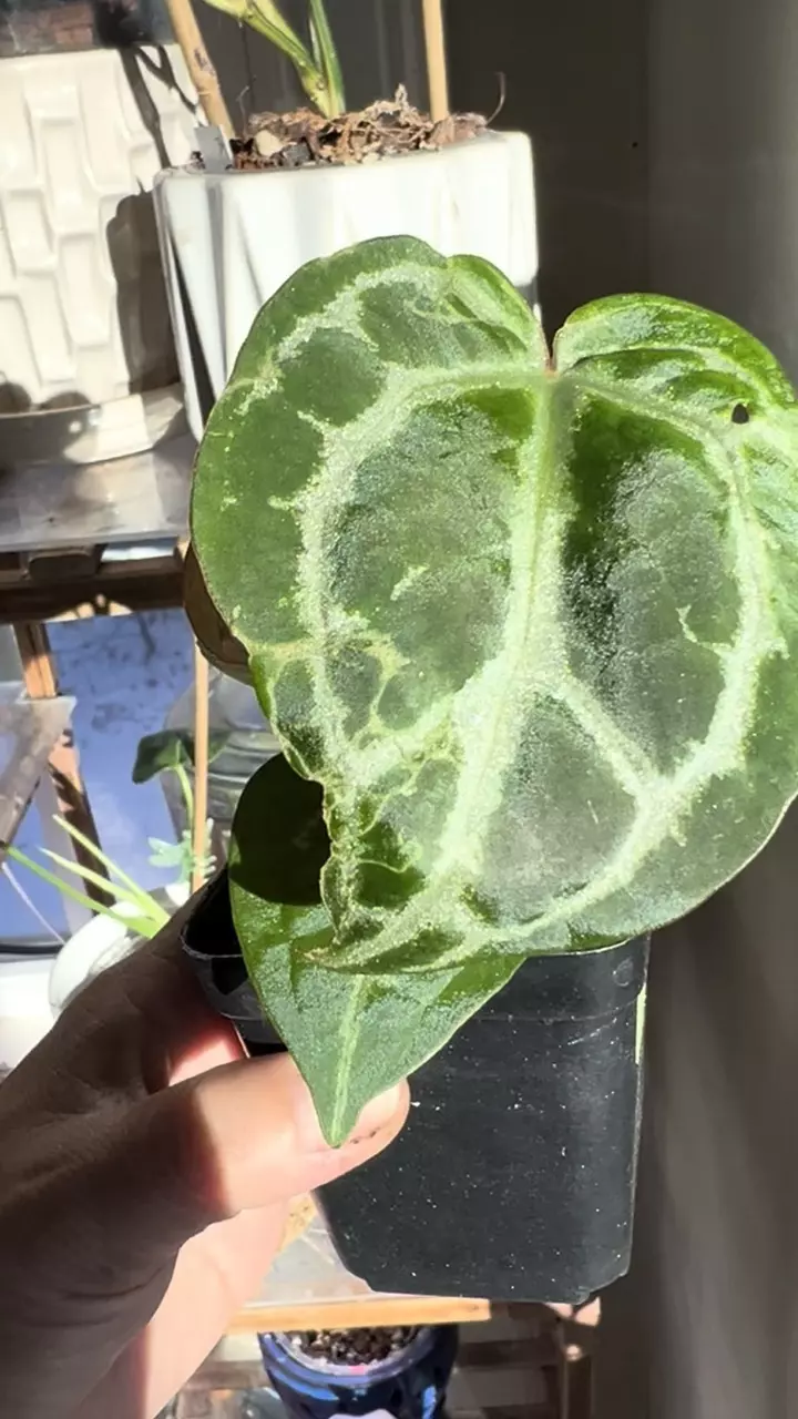 plant/Anthurium Red Crystalinum x Pink Lemonade-1