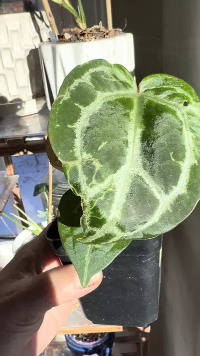 plant/Anthurium Red Crystalinum x Pink Lemonade-1-thumbnail