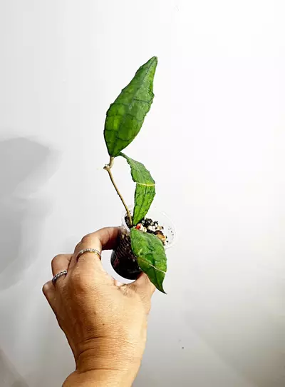 plant/🫟 Hoya Finlaysonii Ripple (FP)-1-thumbnail