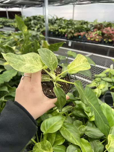 plant/Philodendron Giganteum Blizzard 4” pt growers choice-5-thumbnail