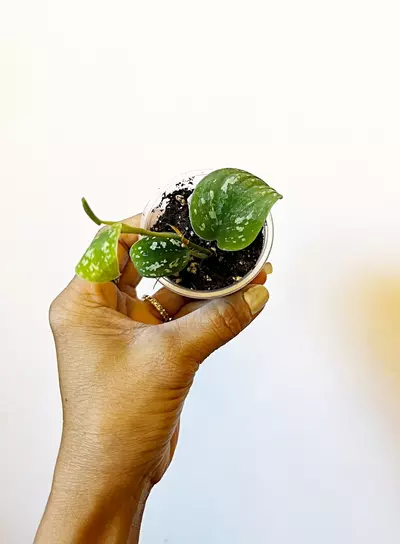 plant/🔥 Scindapsus TriColor-1-thumbnail