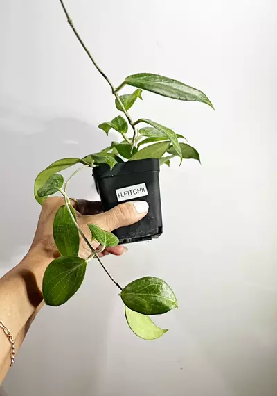 plant/🫟 Hoya Fitchii-2-thumbnail