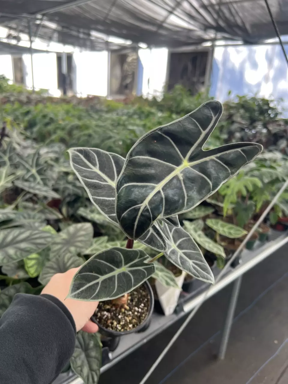 plant/Alocasia Suhirmaniana purple vein 4” pot growers choice-0