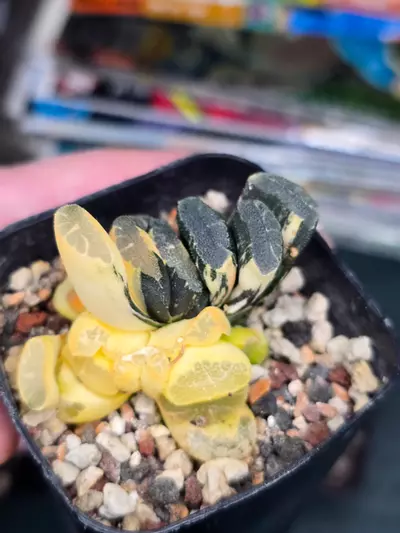 plant/Haworthia Truncata Variegated Small Leaf-0-thumbnail