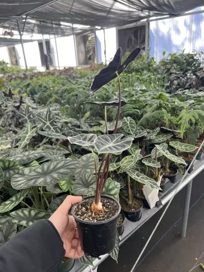 plant/Alocasia Suhirmaniana purple vein 4” pot growers choice-2-thumbnail