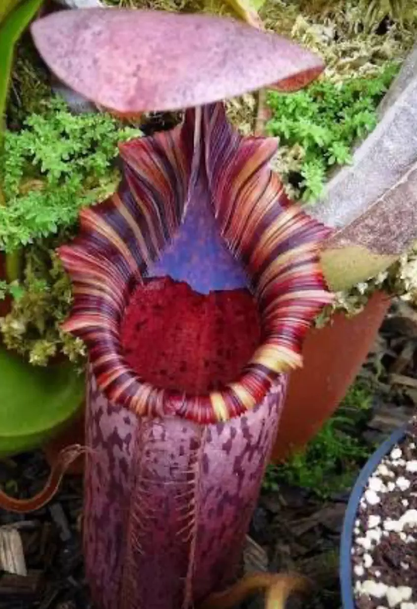 plant/(Veitchii x lowii) x spectabalis-2