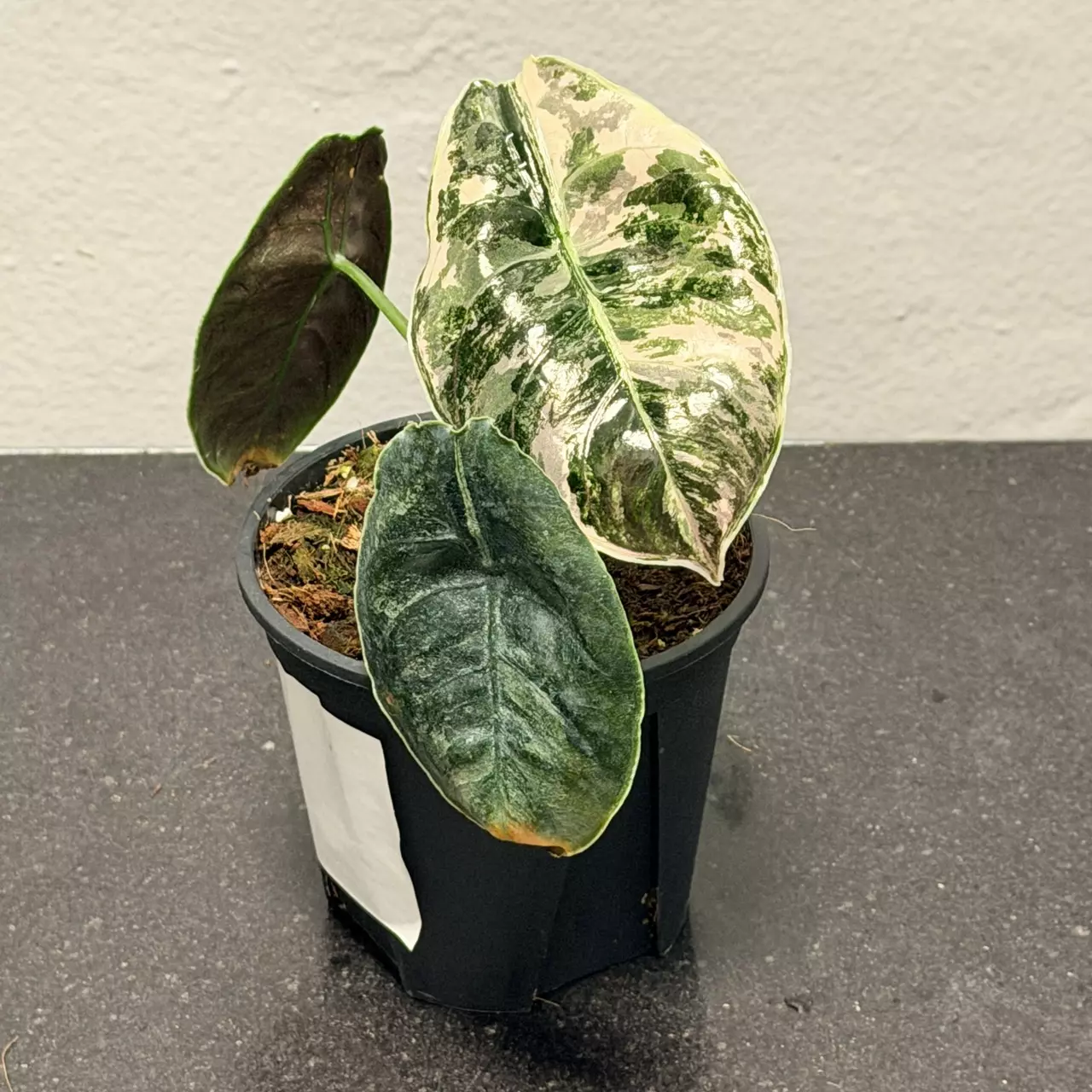 plant/Alocasia pink azlanii-1