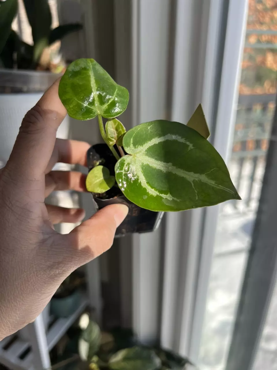 plant/Anthurium Pink Lemonade x Doc Block Brielle Zara #30-0