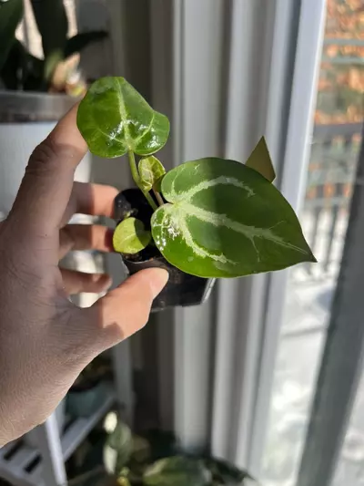 plant/Anthurium Pink Lemonade x Doc Block Brielle Zara #30-0-thumbnail