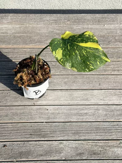 plant/Monstera Electrolyte-0-thumbnail