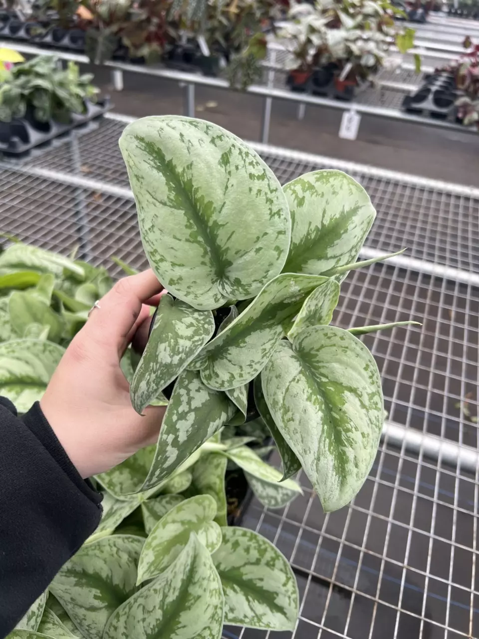 plant/Scindapsus Exotica 4” pot growers choice-0