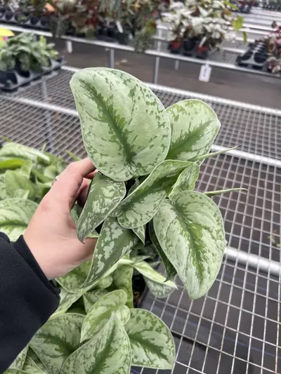 plant/Scindapsus Exotica 4” pot growers choice-0-thumbnail