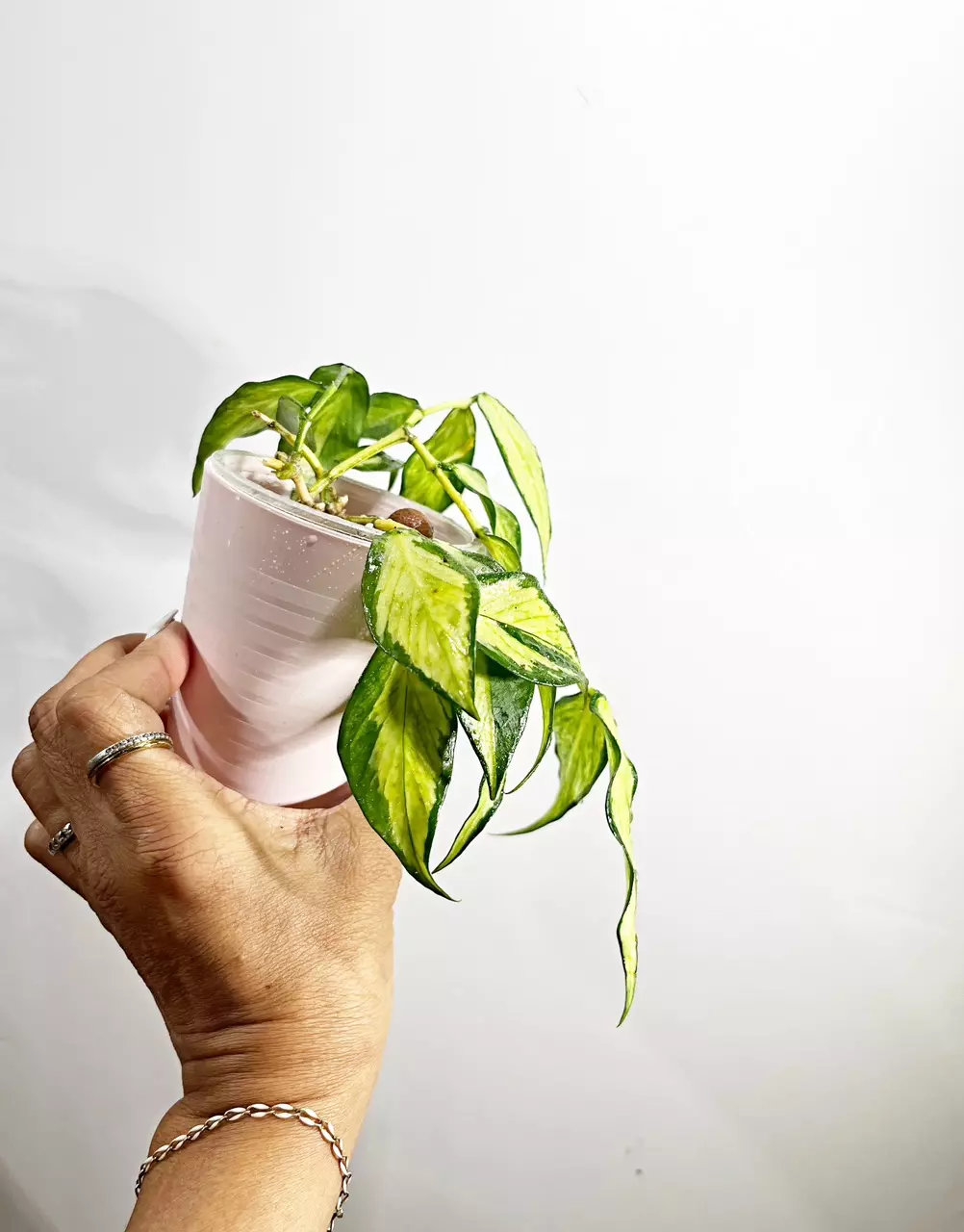 plant/🫟 Hoya Polyneura Inner Variegated-2