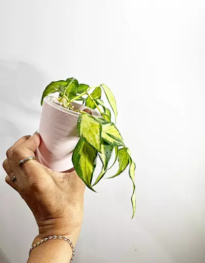 plant/🫟 Hoya Polyneura Inner Variegated-2-thumbnail