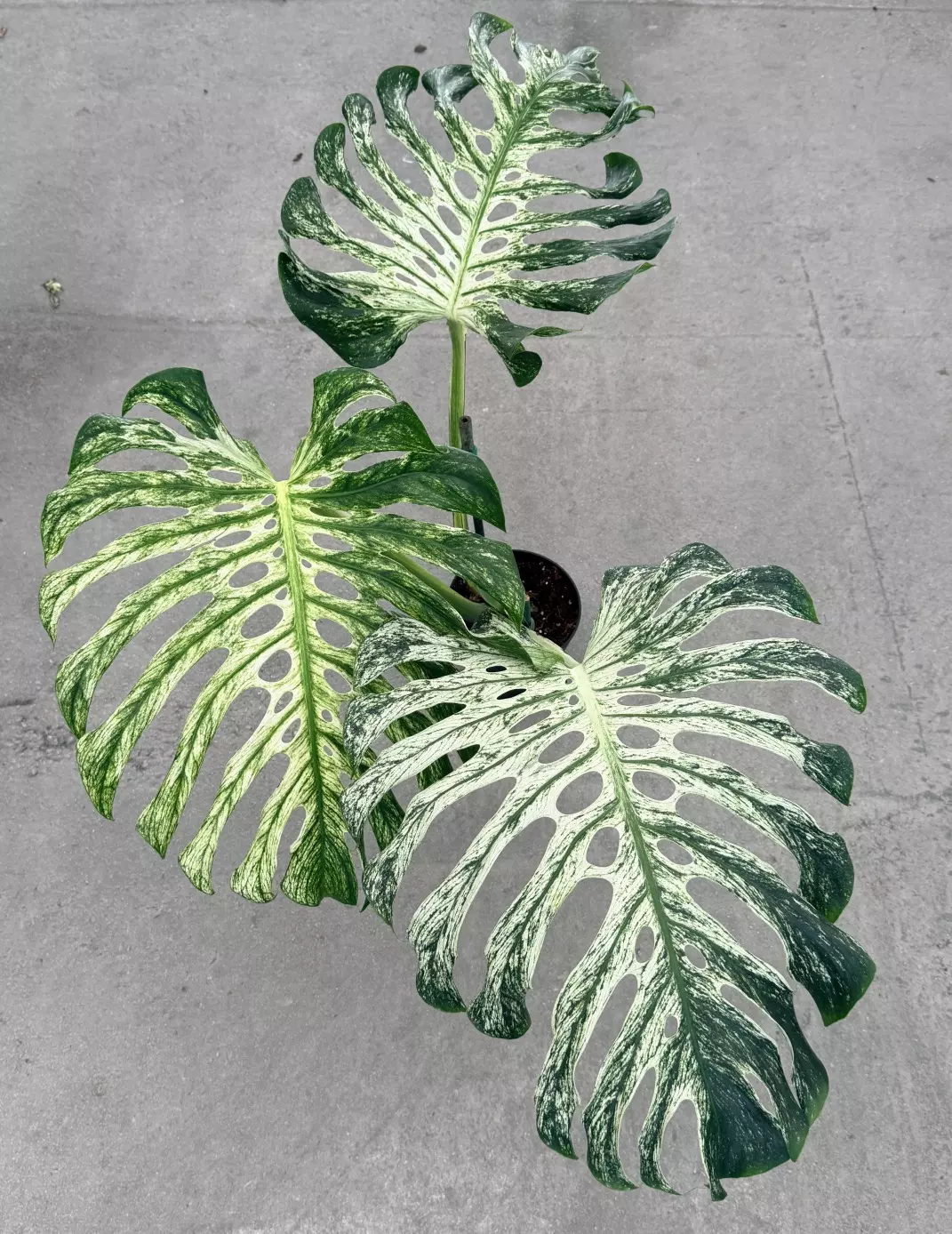 plant/Large Monstera White Devil Monster-0