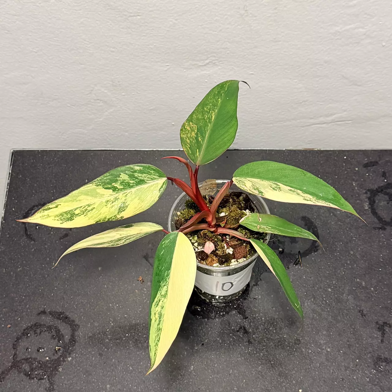 plant/Philodendron strawberry shake-0