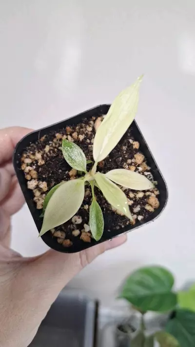 plant/Philodendron Florida Ghost-0-thumbnail