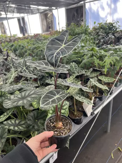 plant/Alocasia Suhirmaniana purple vein 4” pot growers choice-1-thumbnail