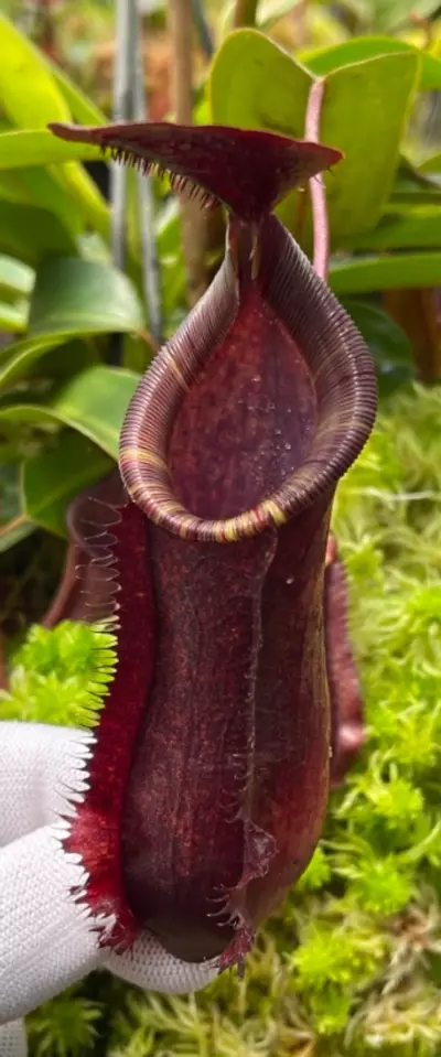 plant/Muluensis x lowii-1-thumbnail