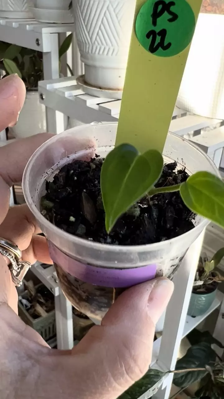 plant/Anthurium Pink Lemonade x Rio Clareance Wild Hybrid Offset 022-1