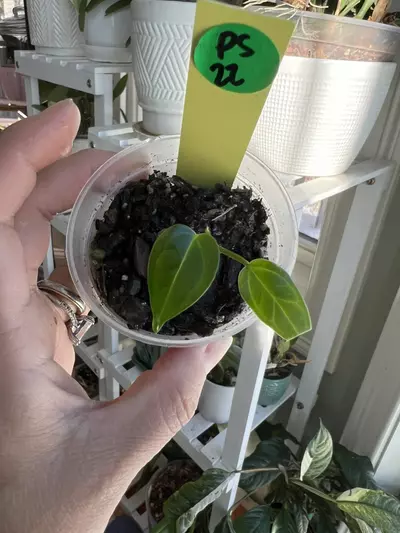 plant/Anthurium Pink Lemonade x Rio Clareance Wild Hybrid Offset 022-0-thumbnail