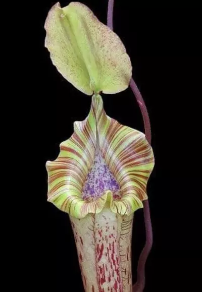 plant/Platy x rob-1-thumbnail