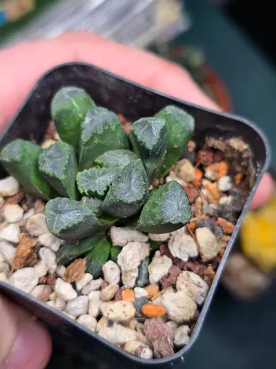plant/Haworthia Maughanii Variegated (Non Varigated)-1-thumbnail