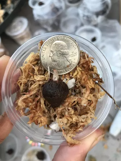 plant/Pink Variegated Alocasia Serendipity Corm-3-thumbnail