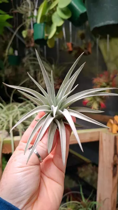 plant/Z51 WYSIWYG Exact Plant Recurvifolia Air Plant-0-thumbnail