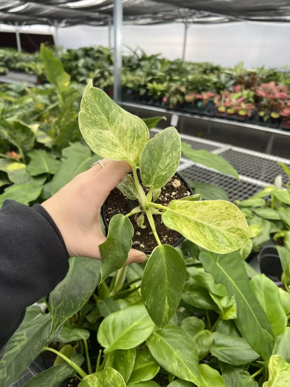 plant/Philodendron Giganteum Blizzard 4” pt growers choice-6